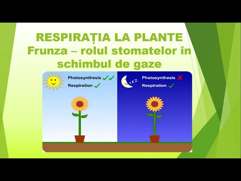 Video: Cum ajută lenticelele la respirație la plante?