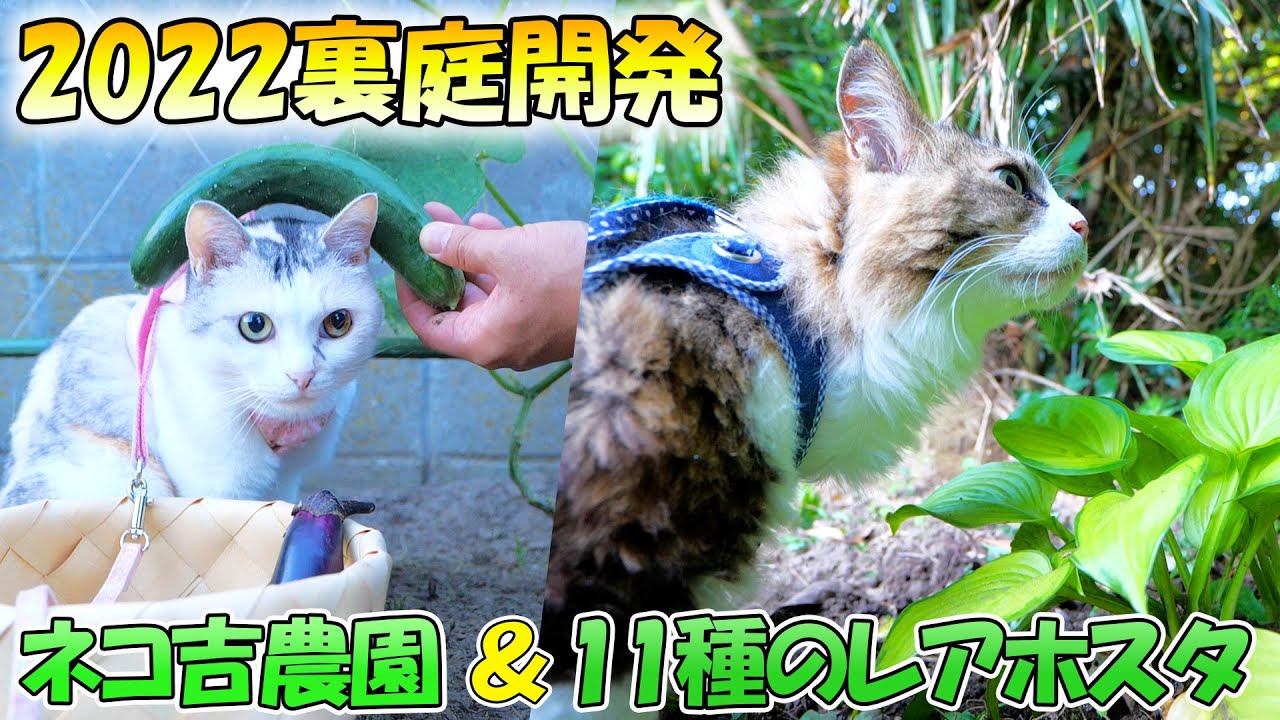 ほっこり猫動画 ネコ吉ワールド ほっこり猫動画 ネコ吉ワールド