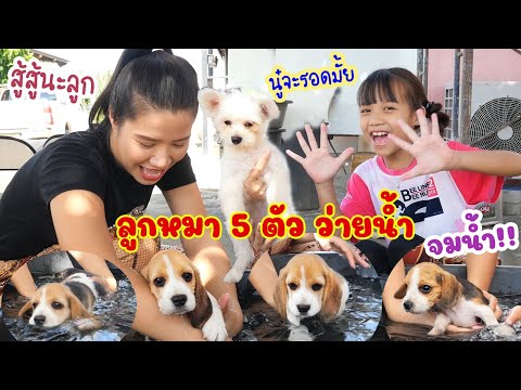 แม่กุ้งฝึกลูกหมา 5 ตัว ว่ายน้ำ ลูกหมาบีเกิ้ลจมน้ำ!! แต่มีบางตัวว่ายน้ำได้ | ดีไซน์กับหมาน้อย