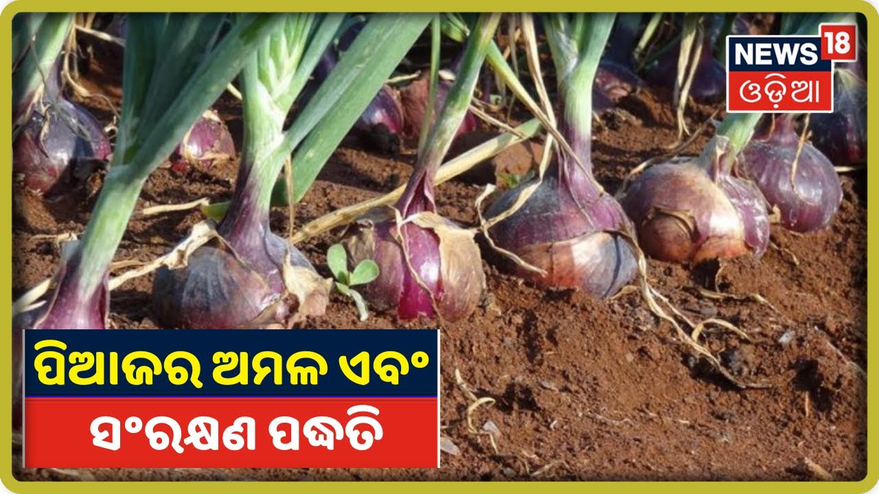 Annadata ବୈଜ୍ଞାନିକ ପଦ୍ଧତିରେ ପିଆଜ ଚାଷ (Onion Farming) YouTube