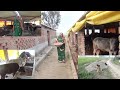 चलिए आज आपको अपने गांव के गौशाला और गायों 🐄 की सैर कराए ।village cow's home journey.