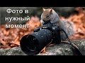 Фото сделанные в нужный момент