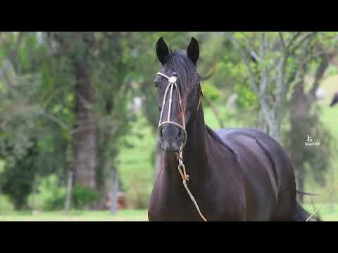 LOTE 29 - BAYONETA ICO