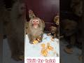 Cute Monkeys Eating Biscuits in Snow🐒#bandar #monkeyshorts #monkeylife #monkeylove #funnymonkey