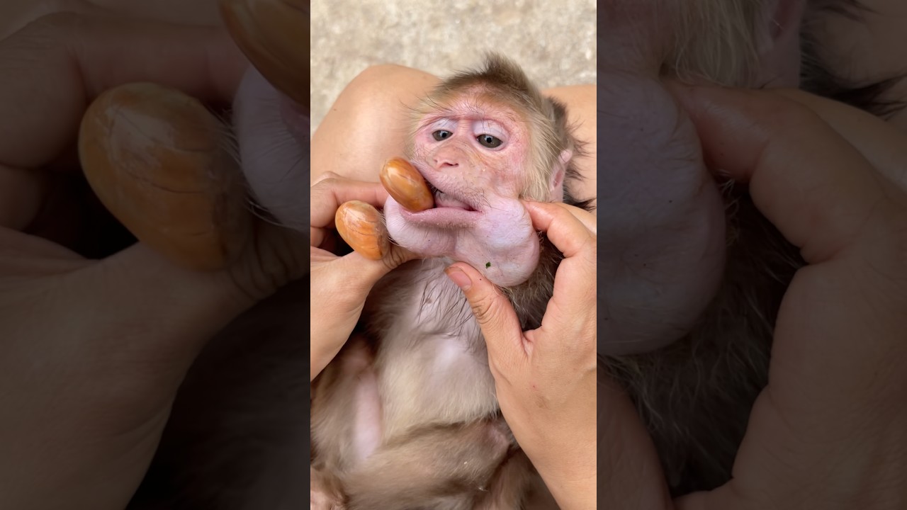 I helped the monkey remove the poisonous fruit seeds. 🫘🫘
