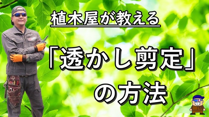 剪定方法 透かし剪定 の基本 How To Cut Natural Pruning Youtube 剪定方法 透かし剪定 の基本 How To Cut Natural Pruning Youtube