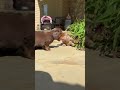 Dachshund baby adorable 🥰! #animals #cute #puppy #dachshundpuppies #shorts
