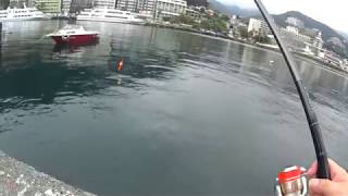 2018・8・28熱海港のサビキ釣り
