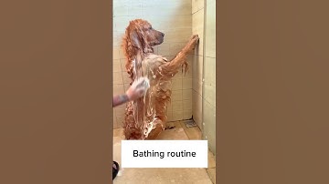 Golden retriever bathing routine ❤️