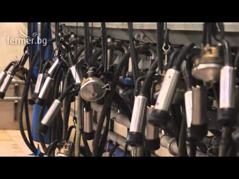 Видео: Доилни машини за крави: видове, устройство, характеристики