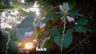 DJ SAKIT GIGI SLOW //JANGANKAN DIRIKU PUN KAN MARAH