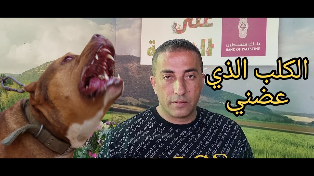 هذا الكلب البيتبول الذي عضني وقصته كلب مسكين مع جمال العمواسي