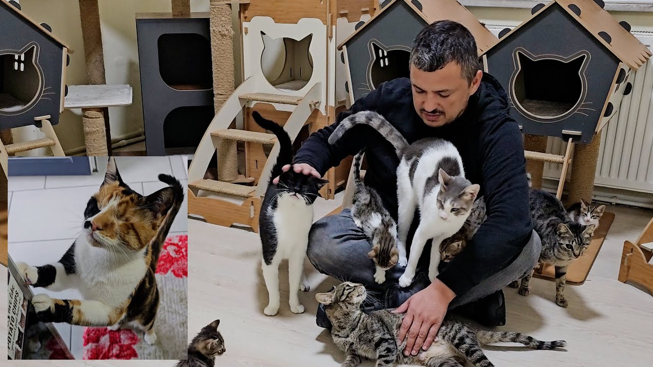 Мужчина, который нашёл счастье в сердцах инвалидных кошек