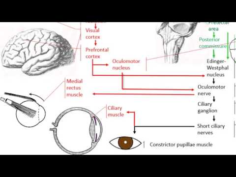 Anatomy of the accommodation reflex