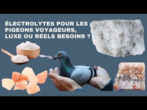 Électrolytes pour les pigeons voyageurs, luxe ou réels besoins ?