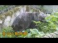 【茶臼山動物園】 ウォンバットのウォレス(260509)
