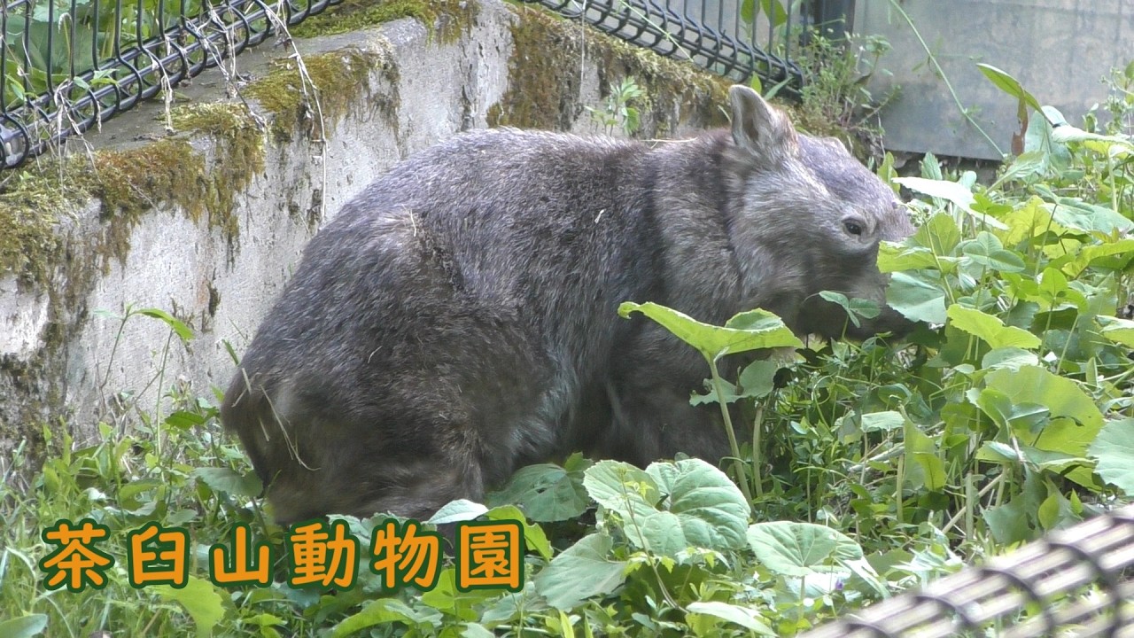 【茶臼山動物園】 ウォンバットのウォレス(260509)