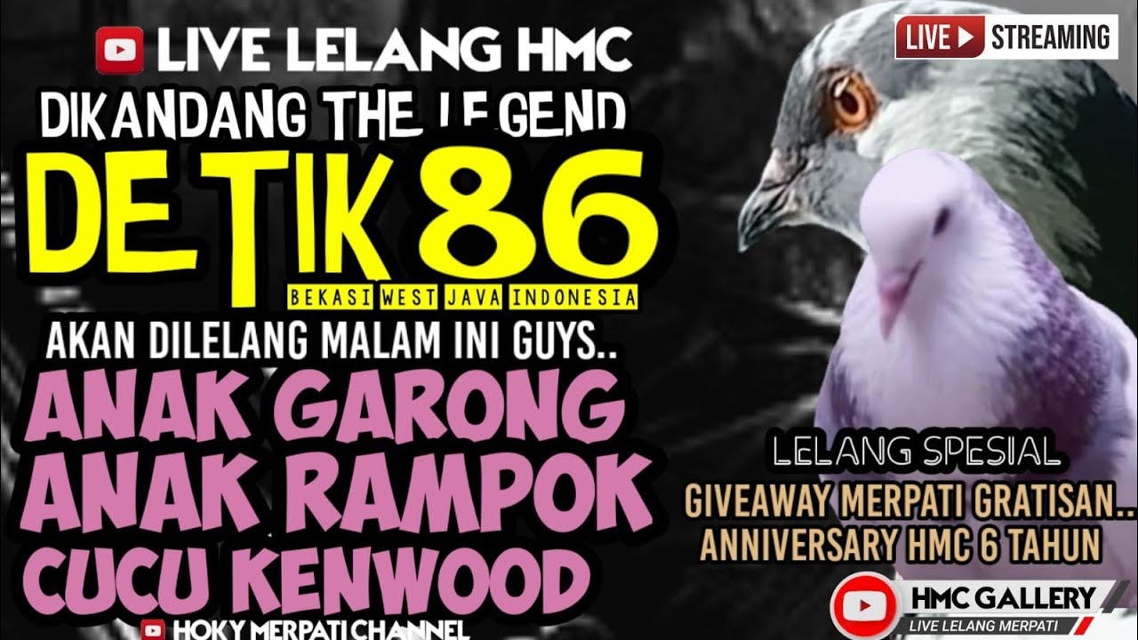 LIVE LELANG HMC//HOKY MERPATI CHANNEL//MERPATI KOLONG//MERPATI MEJA//LIVE LELANG HMC//LIVE MERPATI