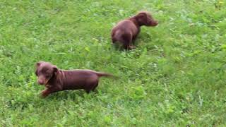 Mini Dachshund Puppies For Sale