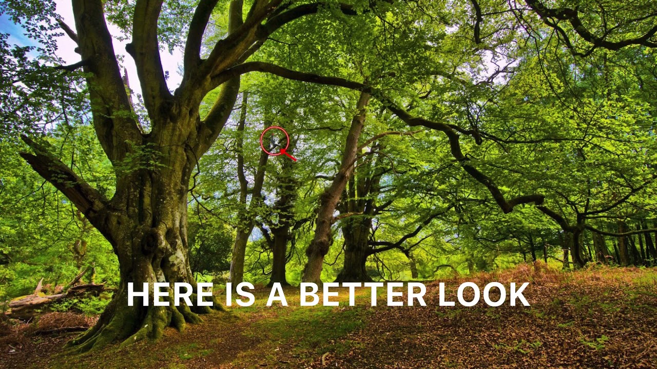 IVORY BILLED WOODPECKER SIGHTING 2021!? IVORY BILLED WOODPECKER STILL