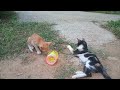 Funny cats 😂 episode 46 | 🤣😅 New Funny Cats Videos 😸😸#shorts