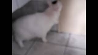 Dando Banho Na Minha Gata Marry