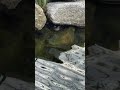 Bullfrog in his cave lair