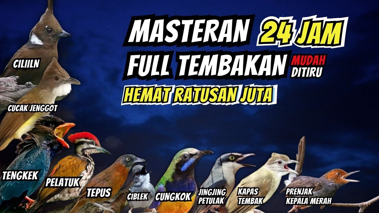 Masteran Full Tembakan Untuk Burung Fighter Mudah Ditiru
