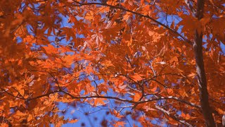 Whispering Leaves of Autumn | Wind, Leaves & Birdsong