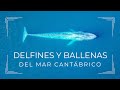 Delfines y ballenas del Mar Cantábrico
