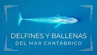 Delfines y ballenas del Mar Cantábrico
