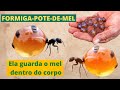 FORMIGAS-POTES-DE-MEL - ELAS GUARDAM SEU ALIMENTO DENTRO DO CORPO!!!