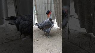 Essa Franguinha Tem As Características De Polaca Penas Nos Pés E Plumagem Cinza