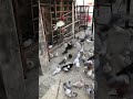 Pigeon lover trending viral viralviralhappiness youtube kabutar