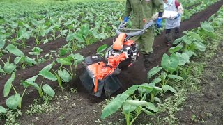 管理機での里芋土寄せ作業