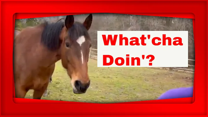 Watch What the Horses Do - I will follow you!