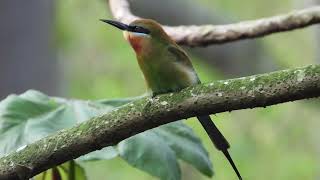 台北市木柵動物園栗喉蜂虎 