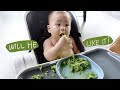 Making Spinach Pesto for babies + Scottie’s 8 month update | #SKYfam