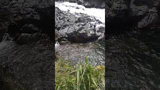 А хариусы тут как тут. Горная река Кумир