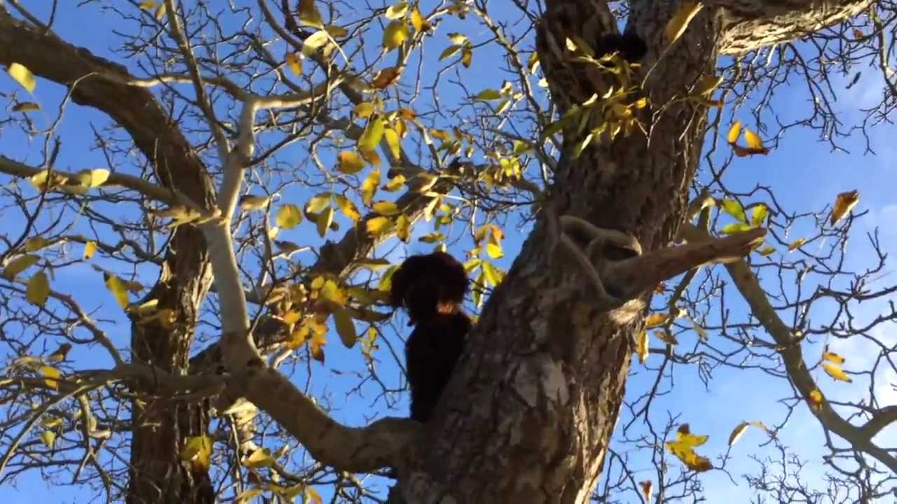 My Dog Climbs Trees