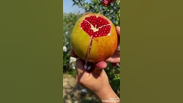 سورة الرحمن لشيخ (فارس عباد )