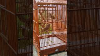 Download Lagu cucak rowo ropel pasangan nyetel,awas jang nonton mbok ketagihan...... MP3