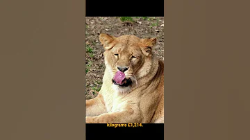 The Liger Big Cat NatureLax 
