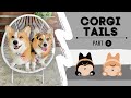 Talking Corgi Compilation | Dogs talking like humans! | Hammy and Olivia