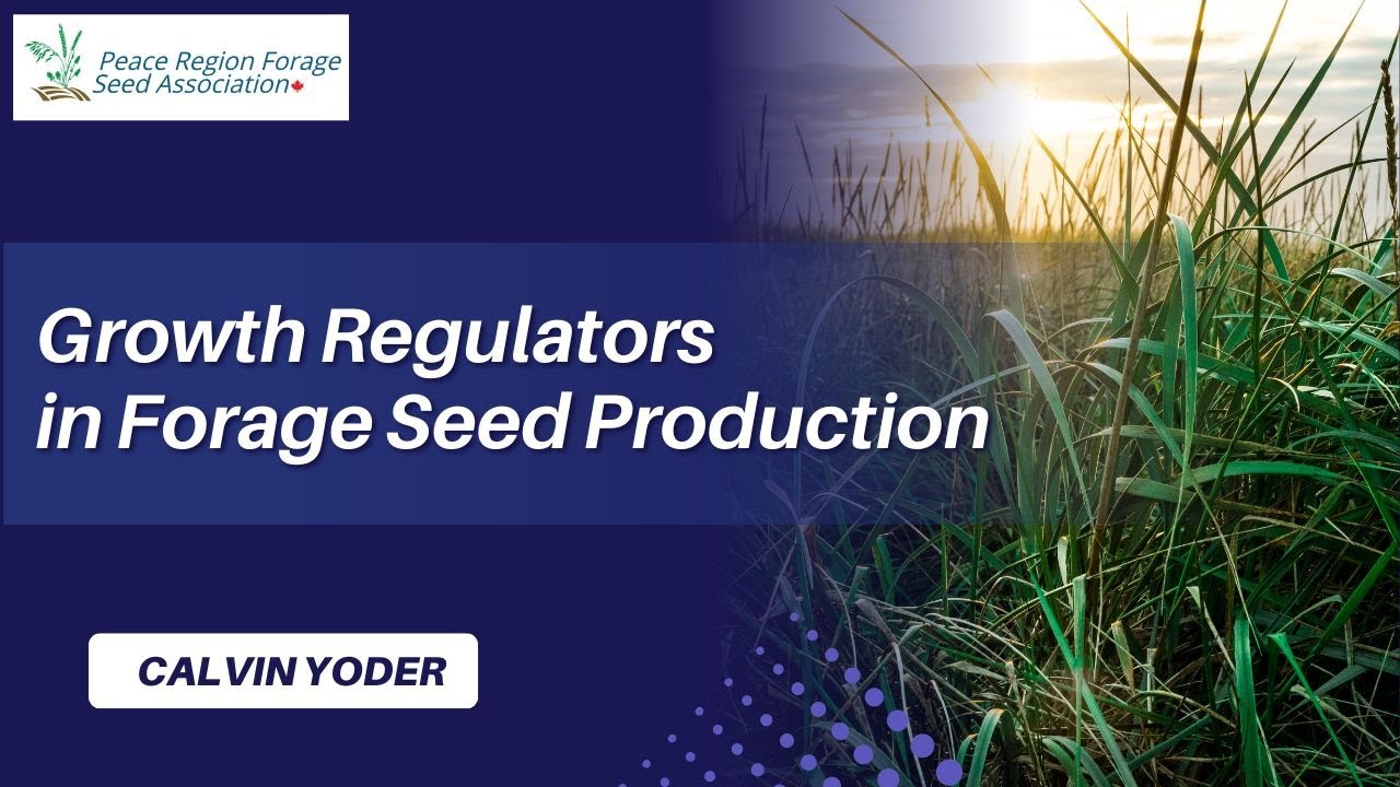 Growth regulators in forage seed production