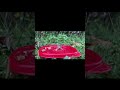 #explore #ytshorts #viral #lizard #wildlife #nature #views #reptiles #shorts #fyp #new
