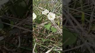 💮 #Ipomoea obscura #白星牽牛花 #flowers #garden #plants #nature #youtubeshorts #shorts #natural flowers