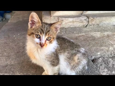 Hungry kitten without mother wants food and attention 