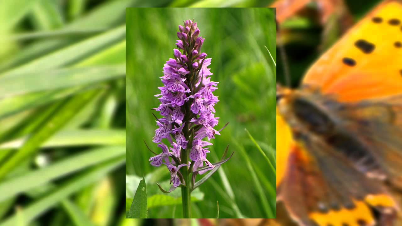 Photo Slideshow Director