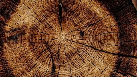 Earth Talk: Becoming A Good Ancestor with Pat McCa...